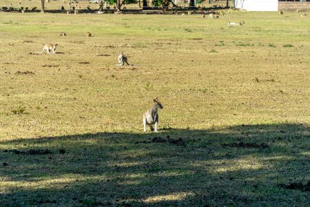 on an Australian farm many Kangarus live fenced in on a meadowの写真素材
