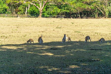 on an Australian farm many Kangarus live fenced in on a meadowの写真素材