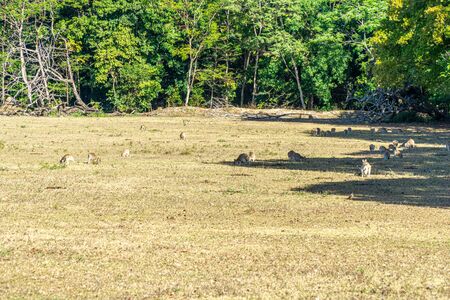 on an Australian farm many Kangarus live fenced in on a meadowの写真素材