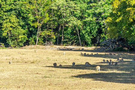 on an Australian farm many Kangarus live fenced in on a meadowの写真素材