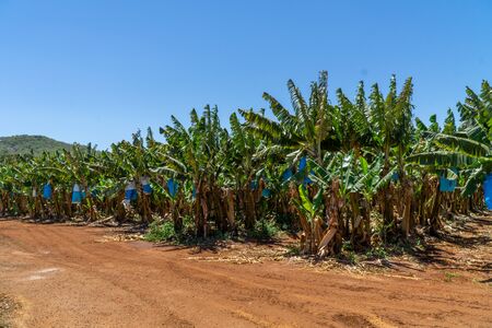 on a banana plantation in Australia, bananas are protected from Panama disease by plastic bagsの写真素材