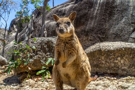 a cute looking wallaby trustfully eats food from one handの写真素材
