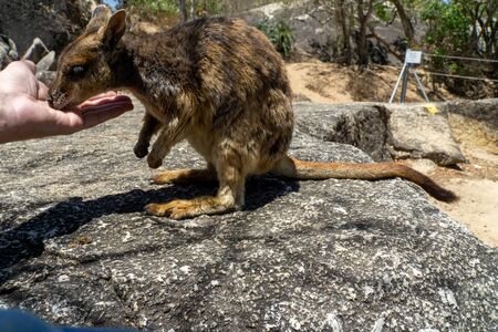 a cute looking wallaby trustfully eats food from one handの写真素材