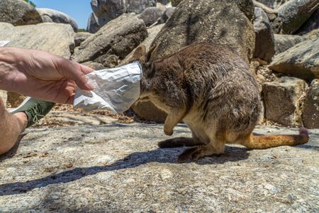a cute looking wallaby trustfully eats food from one handの写真素材