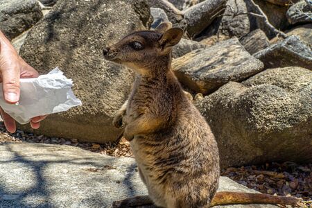 a cute looking wallaby trustfully eats food from one handの写真素材
