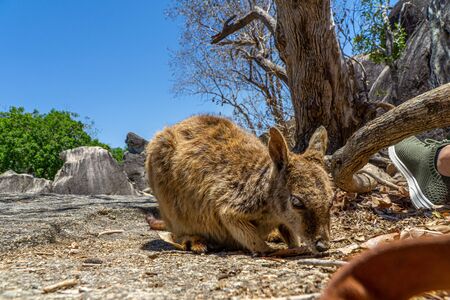 a cute looking wallaby trustfully eats food from one handの写真素材