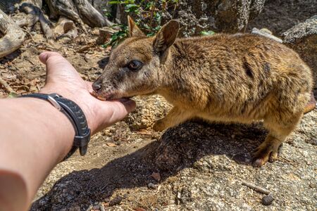 a cute looking wallaby trustfully eats food from one handの写真素材