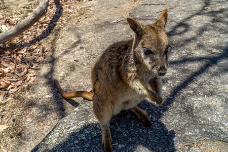 a cute looking wallaby trustfully eats food from one handの写真素材
