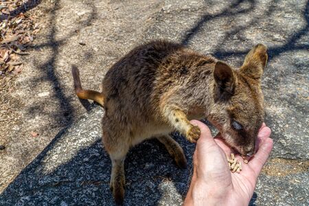 a cute looking wallaby trustfully eats food from one handの写真素材