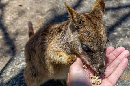 a cute looking wallaby trustfully eats food from one handの写真素材