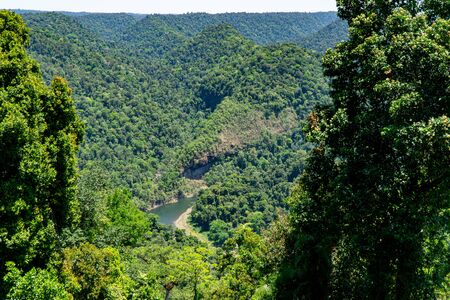 a view of the green rainforest in the north of Australiaの写真素材