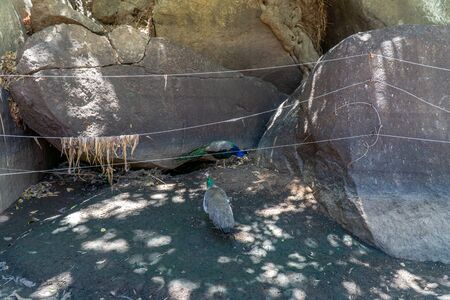 in Australia there's a peacock loose in the area.の写真素材