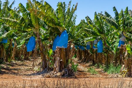 on a banana plantation in Australia, bananas are protected from Panama disease by plastic bagsの写真素材