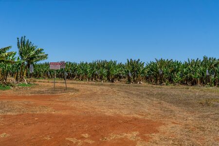 on a banana plantation in Australia, bananas are protected from Panama disease by plastic bagsの写真素材