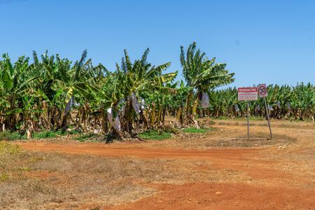 on a banana plantation in Australia, bananas are protected from Panama disease by plastic bagsの写真素材