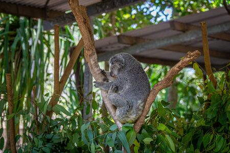 an Australian koala bear sits comfortably in a branch fork and eats green leavesの写真素材