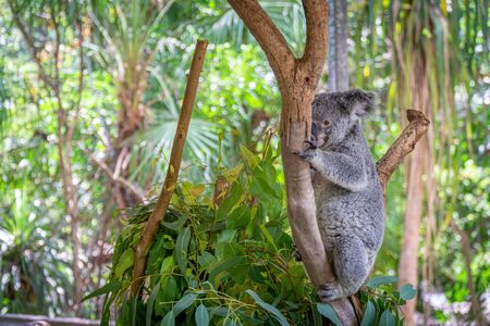 an Australian koala bear sits comfortably in a branch fork and eats green leavesの写真素材