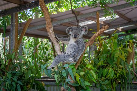 an Australian koala bear sits comfortably in a branch fork and eats green leavesの写真素材