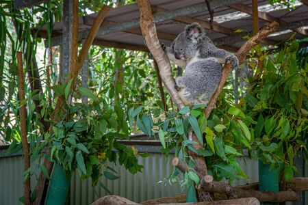 an Australian koala bear sits comfortably in a branch fork and eats green leavesの写真素材