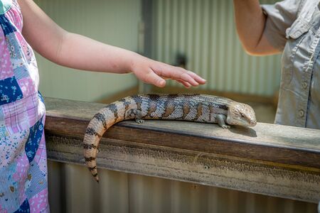 an Australian lizard sits trustfully on a human hand and can be strokedの写真素材