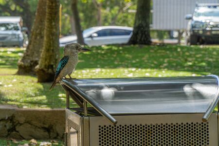 the most famous bird of australia, the kookaburra sits on a mpll barrel and looks to the rightの写真素材