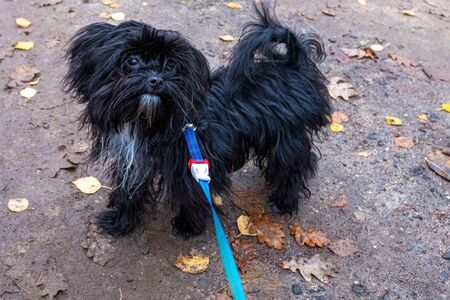 a little Bolonka tsvetna puppy walks along a blue lineの写真素材