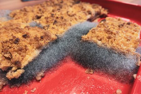 on a cake plate there is a plum cake on which a large mould has grownの写真素材
