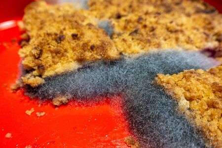 on a cake plate there is a plum cake on which a large mould has grownの写真素材