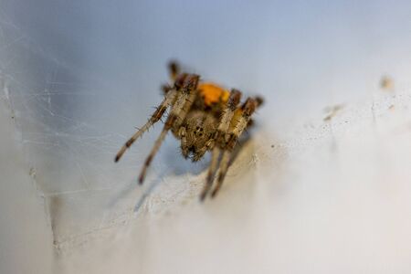 on a white wall hangs a brown-yellow spider lurking for preyの写真素材