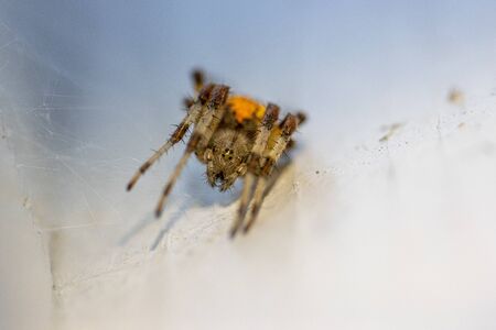 on a white wall hangs a brown-yellow spider lurking for preyの写真素材