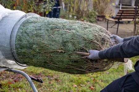 a man pulling a freshly sawn fir tree through a tube to wrap it in a netの写真素材