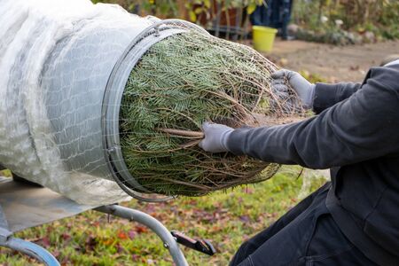 a man pulling a freshly sawn fir tree through a tube to wrap it in a netの写真素材