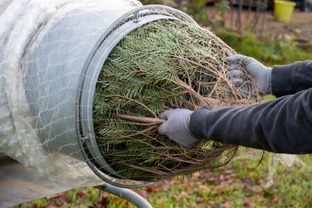a man pulling a freshly sawn fir tree through a tube to wrap it in a netの写真素材