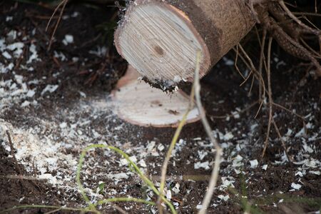 a freshly sawn Christmas tree lies on the ground to be sold as a Christmas treeの写真素材