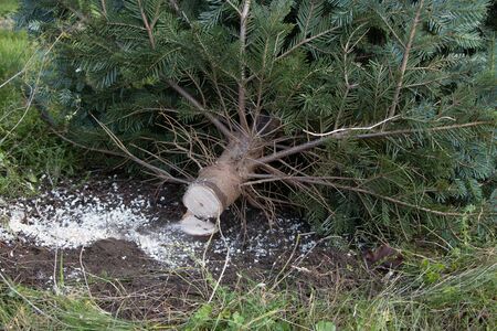 a freshly sawn Christmas tree lies on the ground to be sold as a Christmas treeの写真素材