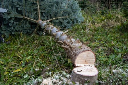 a freshly sawn Christmas tree lies on the ground to be sold as a Christmas treeの写真素材