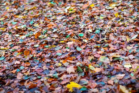 a lot of colourful foliage lies spread on the forest floorの写真素材