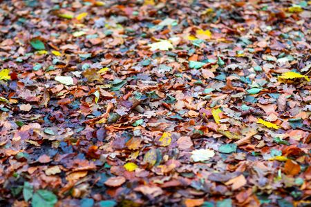 a lot of colourful foliage lies spread on the forest floorの写真素材