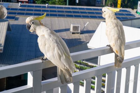 some white cockatoos sitting on the white balcony area in a hotel in Australiaの写真素材