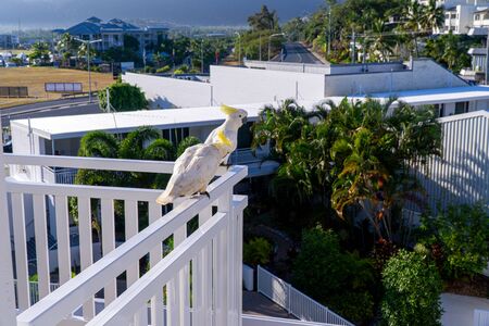 some white cockatoos sitting on the white balcony area in a hotel in Australiaの写真素材