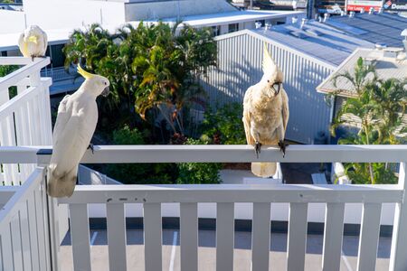 some white cockatoos sitting on the white balcony area in a hotel in Australiaの写真素材