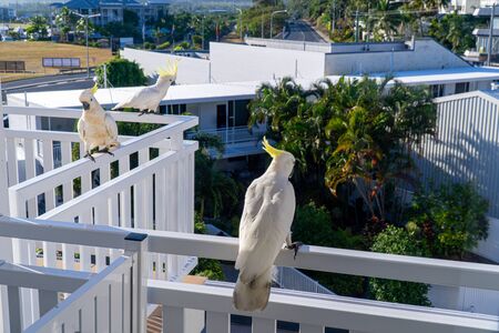 some white cockatoos sitting on the white balcony area in a hotel in Australiaの写真素材