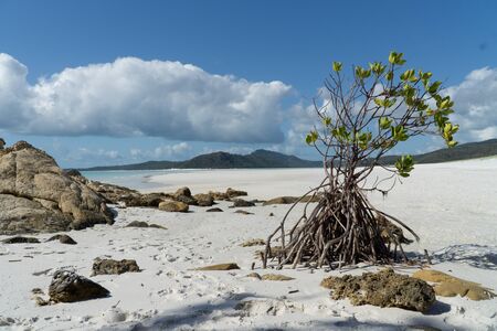 the white beach of the Whitsunday Islands in Australia, which consists of 99 percent quartz sand, and the azure blue seaの写真素材