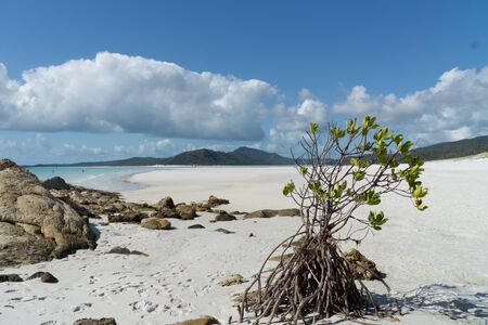 the white beach of the Whitsunday Islands in Australia, which consists of 99 percent quartz sand, and the azure blue seaの写真素材