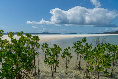 the white beach of the Whitsunday Islands in Australia, which consists of 99 percent quartz sand, and the azure blue seaの写真素材