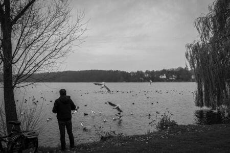 a lonely man stands on the shore of a lake and feeds seagulls, ducks and other birdsの写真素材