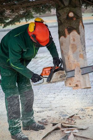 a craftsman saws off a fir tree with a chainsawの写真素材