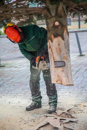 a craftsman saws off a fir tree with a chainsawの写真素材