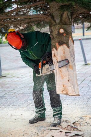 a craftsman saws off a fir tree with a chainsawの写真素材