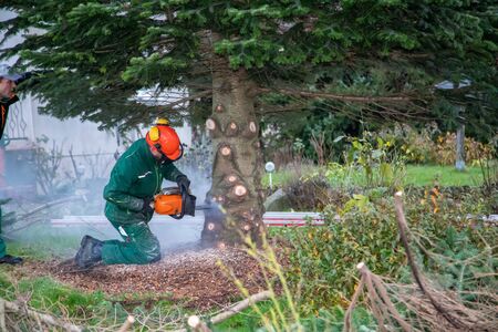 a craftsman saws off a fir tree with a chainsawの写真素材